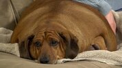 100912FattestDog-1024x576-2287862832.jpg