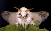 2024-10-16 10_28_41-moth - Google Suche.png