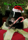 merry-christmas-skunk-jeanette-k.jpg