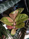 aglaonema.jpg