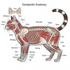 AI cat anatomy.png