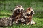 __opt__aboutcom__coeus__resources__content_migration__mnn__images__2016__01__tanukifamily-4ec4...jpg