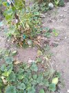 IMG_20250823_174548415.jpg