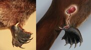 Platypus-venomous-spur-1026322062.jpg