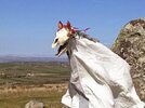 lg_569f50-MariLwyd_AMH-3042351625.jpg