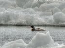 097-Birds-365-Red-Merganser-Resting.jpg