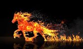 erkut2-fire-horse-24929471280_2026-02-17_10-12-19.jpg