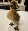 ducky.jpg