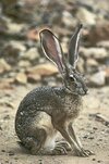 jackrabbits-North-America-plains.jpg