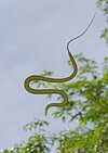 Paradise-flying-snake-Chrysopelea-paradisi.jpg