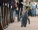 Nils_Olav_inspects_the_Kings_Guard_of_Norway_after_being_bestowed_with_a_knighthood_at_Edinbur...jpg