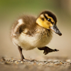 2024-03-14 09_10_37-Ducklings_ Rouen - My Pet Chicken.png