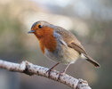 Erithacus_rubecula_with_cocked_head.jpg