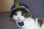 police-cat-melts-hearts.jpg
