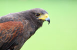 Harris-hawk-_-Marcel-ter-Bekke-_-Getty_623_0-3ce376c.jpg