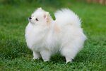 Pomeranian-dog.jpg