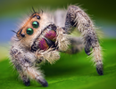 2024-04-12 13_01_18-Female Jumping Spider - Phidippus regius - Florida _ Flickr.png