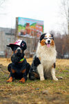 gangsta_dogs_by_tikeru_d8qeg6g-fullview.jpg