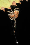 Bolas_Spider_-_Mastophora_phrynosoma_hunting,_Julie_Metz_Wetlands,_Woodbridge,_Virginia_(24843...jpg
