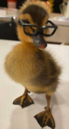 MariusDuckling.PNG