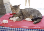 2024-04-17 15_34_46-cat cuddling with rodent - Google Search.png
