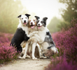 2024-04-17 15_57_47-snuggling animals - Google Search.png