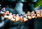 finches-1800x1260.png