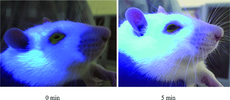 Retention-of-1-mg-mL-1-sodium-fluorescein-on-a-rats-cornea-in-vivo-UV-light-was-shone.png