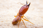 termite-soldier.png