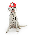 dalmation-dog-wearing-a-red-fireman-hat.jpg