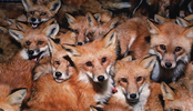 2024-05-16 15_34_58-Pile of foxes - Google Suche.png