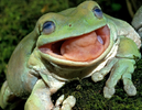 2024-05-17 10_16_08-smiling frog - Google Suche.png