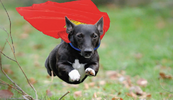 2024-05-17 12_37_27-heroic dog - Google Suche.png
