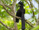 2024-05-17 14_50_07-umbrellabird - Google Suche.png