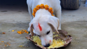 dog-worship-in-nepal (1).png