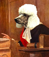 2024-06-08 17_12_01-dog judge - Google Suche.png