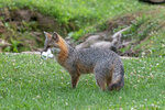 grey-fox-with-mouthful-of-marshmallows-dan-friend.jpg