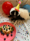 2024-06-14 21_58_29-birthday skunk - Google Search.png