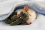 2024-06-17 22_50_50-rat cuddled blanket - Google Search.png