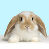 2024-06-26 20_22_23-Bunny - Google Search.png