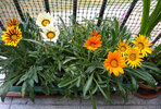 gazania.jpg