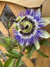 Passionflower.jpg