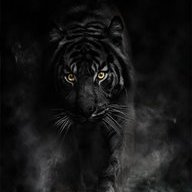 TheBlacktigre